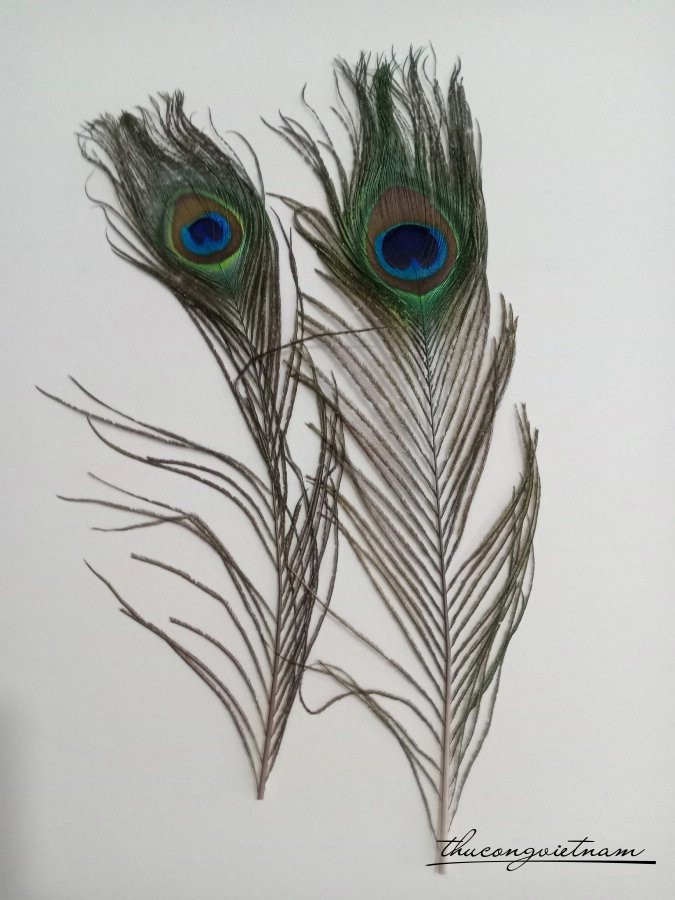 Lông công 48cm